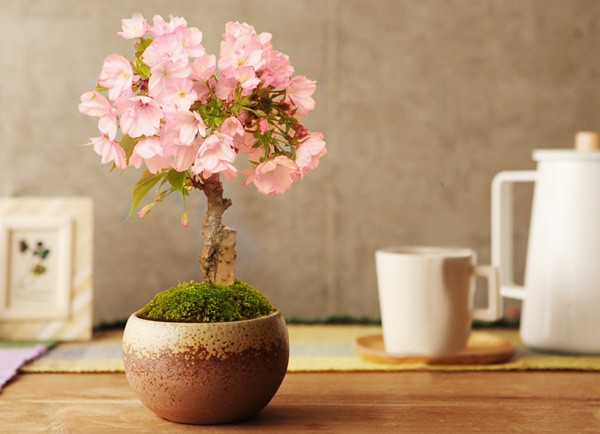 春の贈り物にぴったり 自宅で花見ができる旭山桜の盆栽 プレゼントや贈り物に喜ばれるおしゃれな人気雑貨